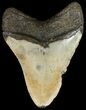 Megalodon Tooth - North Carolina #45631-2